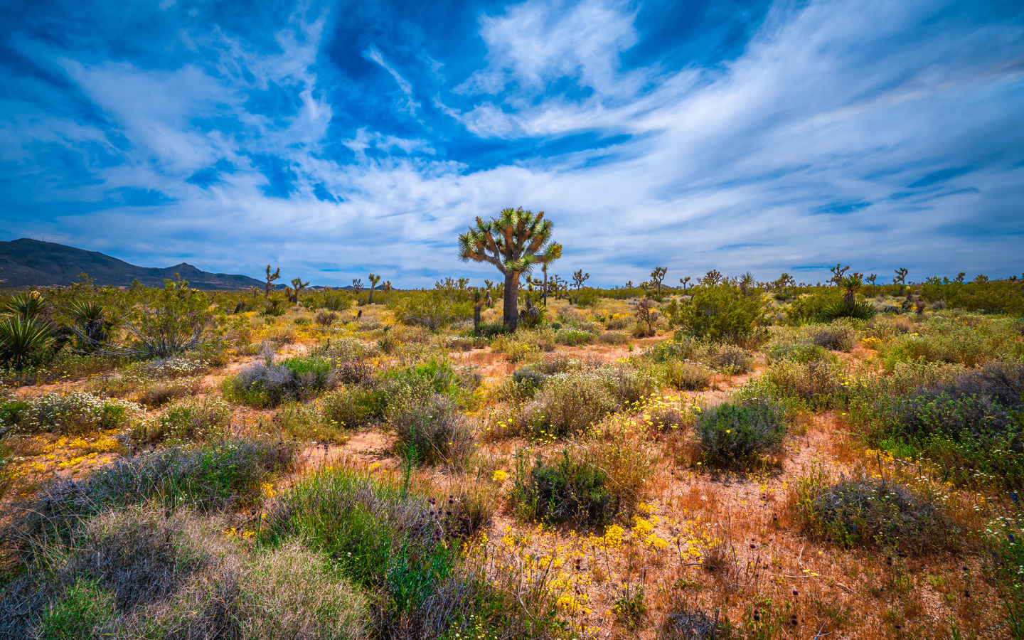 Колючие кактусы в национальном парке Калифорнии под красивым небом, США