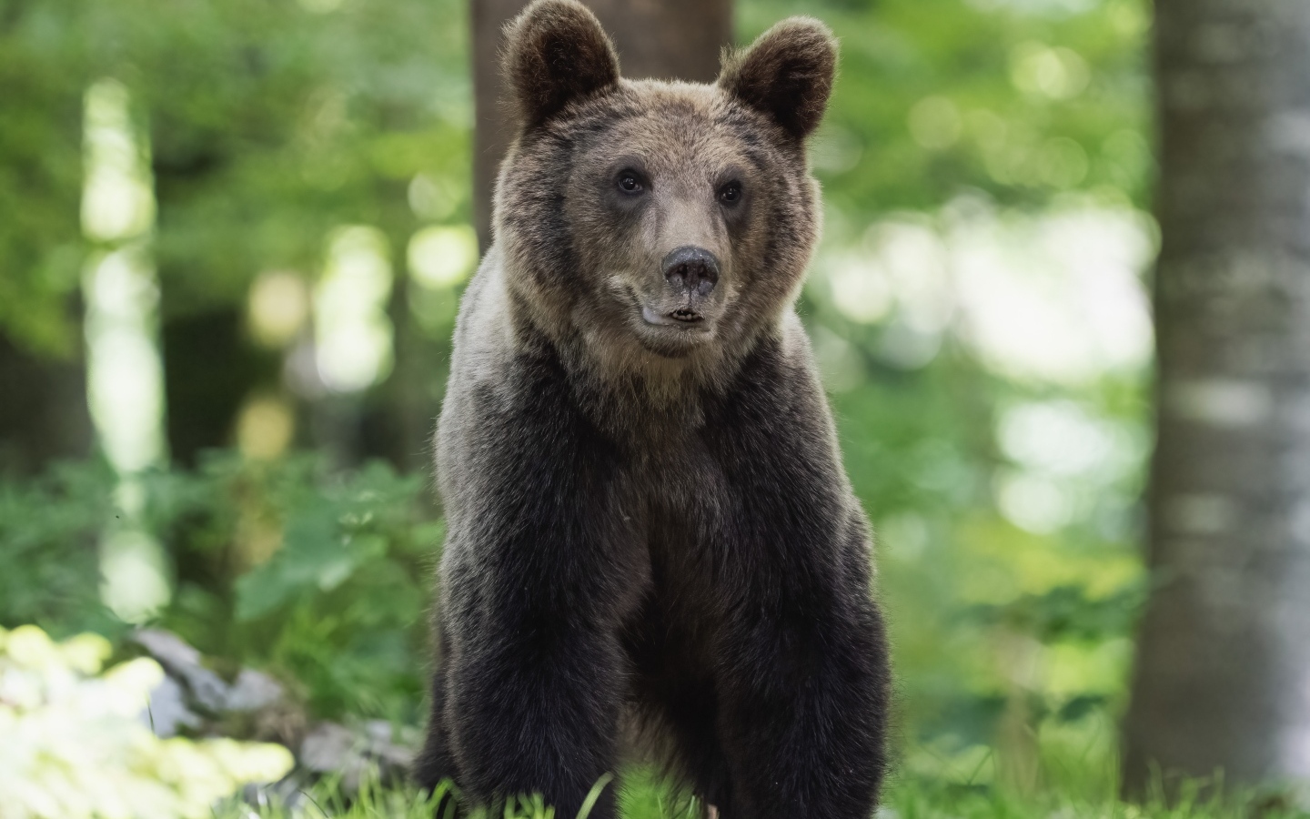 Молодой бурый медведь в лесу