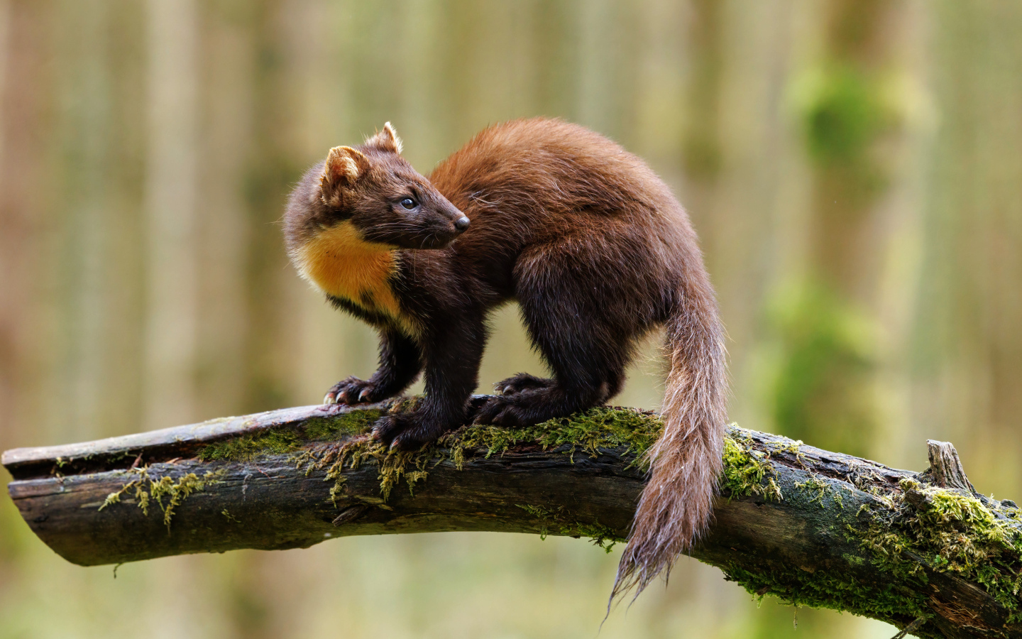 Красивая куница сидит на ветке