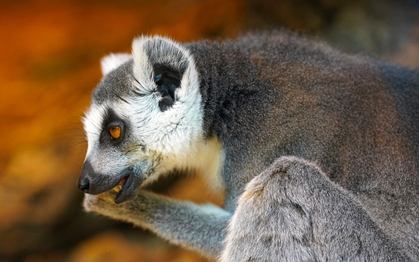 Лемур с открытым ртом крупным планом