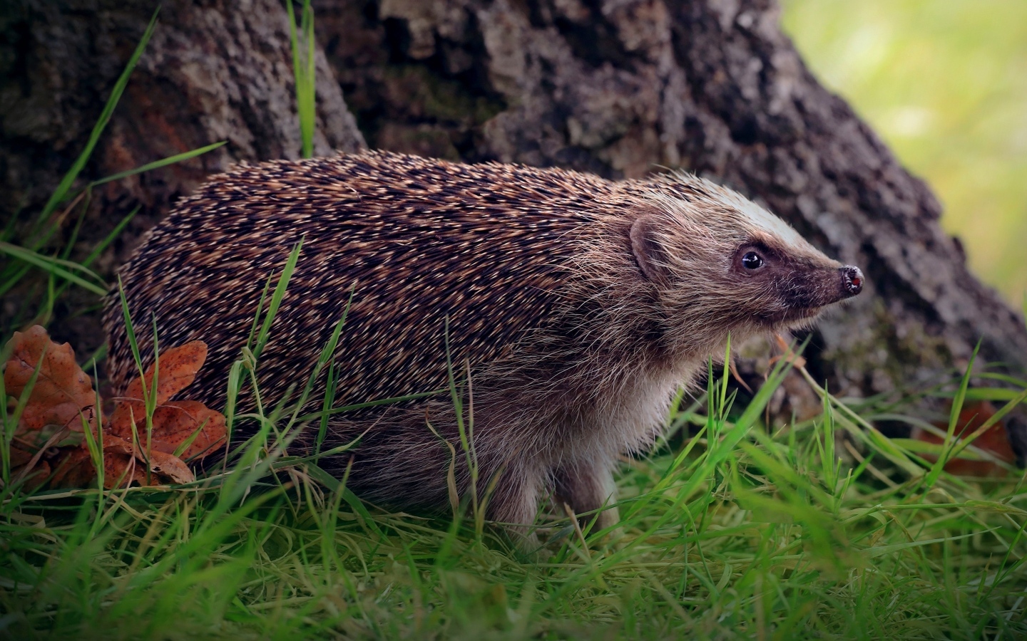 Old hedgehog on green grass under a tree