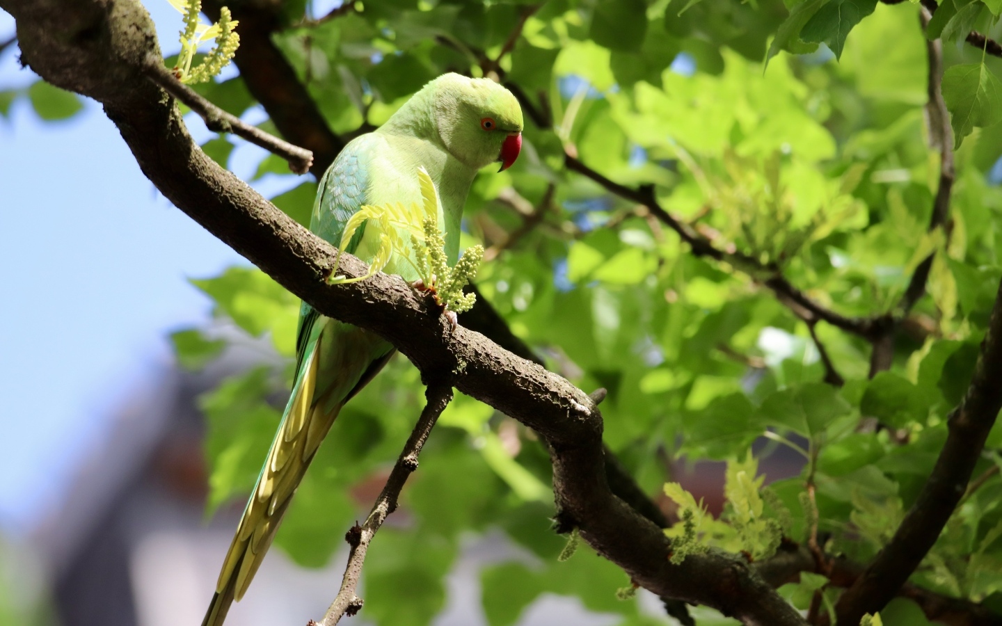 Большой зеленый попугай сидит на ветке дерева