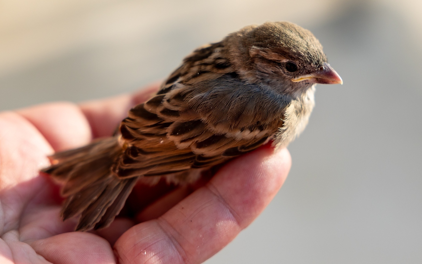 Маленький серый воробей сидит на ладони 