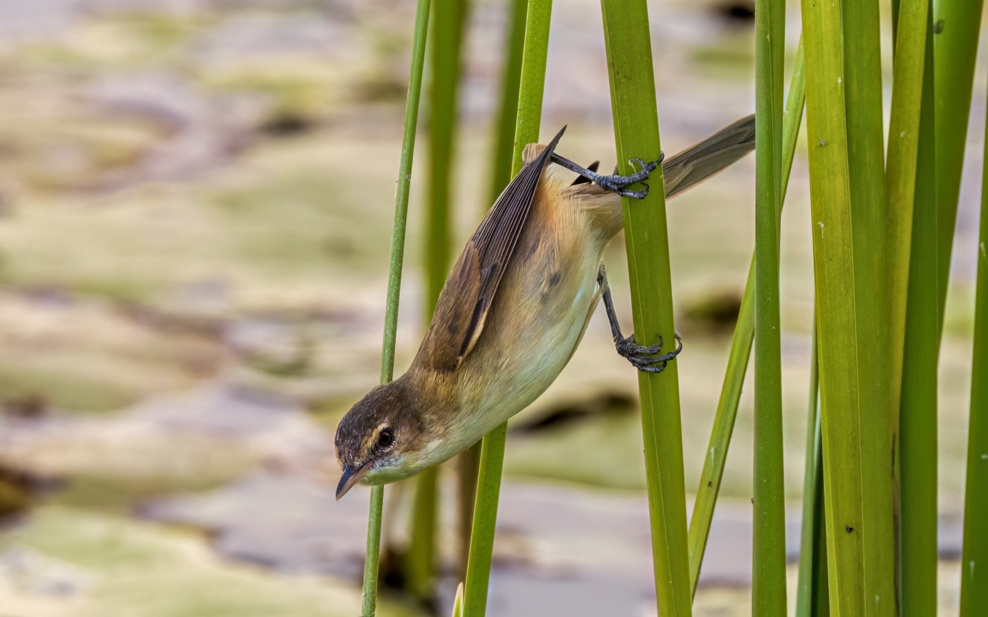 Маленькая птица иволга висит на зеленых камышах
