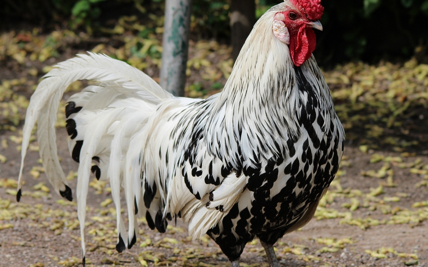 Красивый большой домашний петух