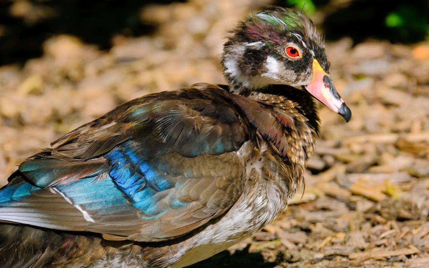 Красивая дикая утка 