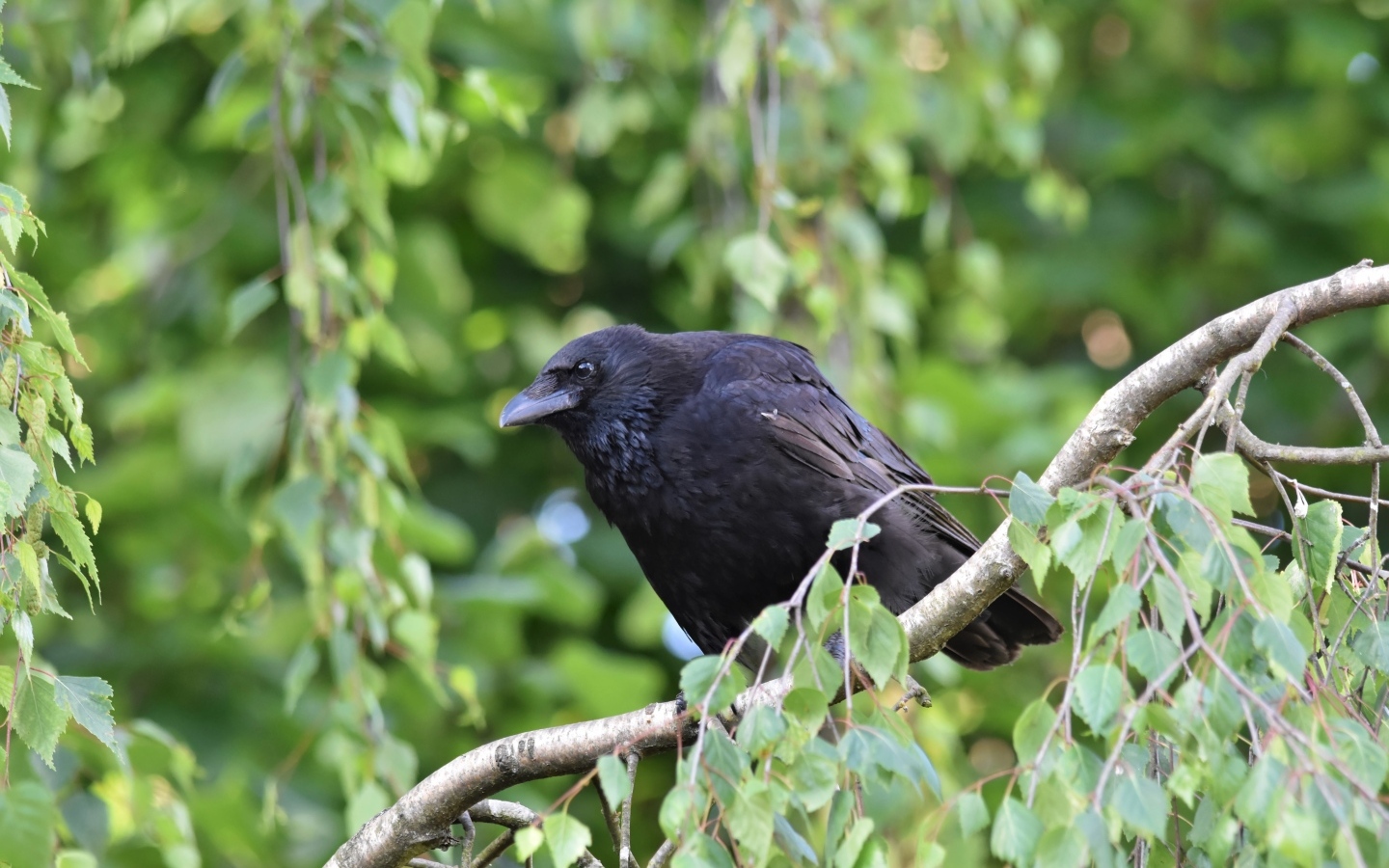 Большой черный ворон сидит на ветке