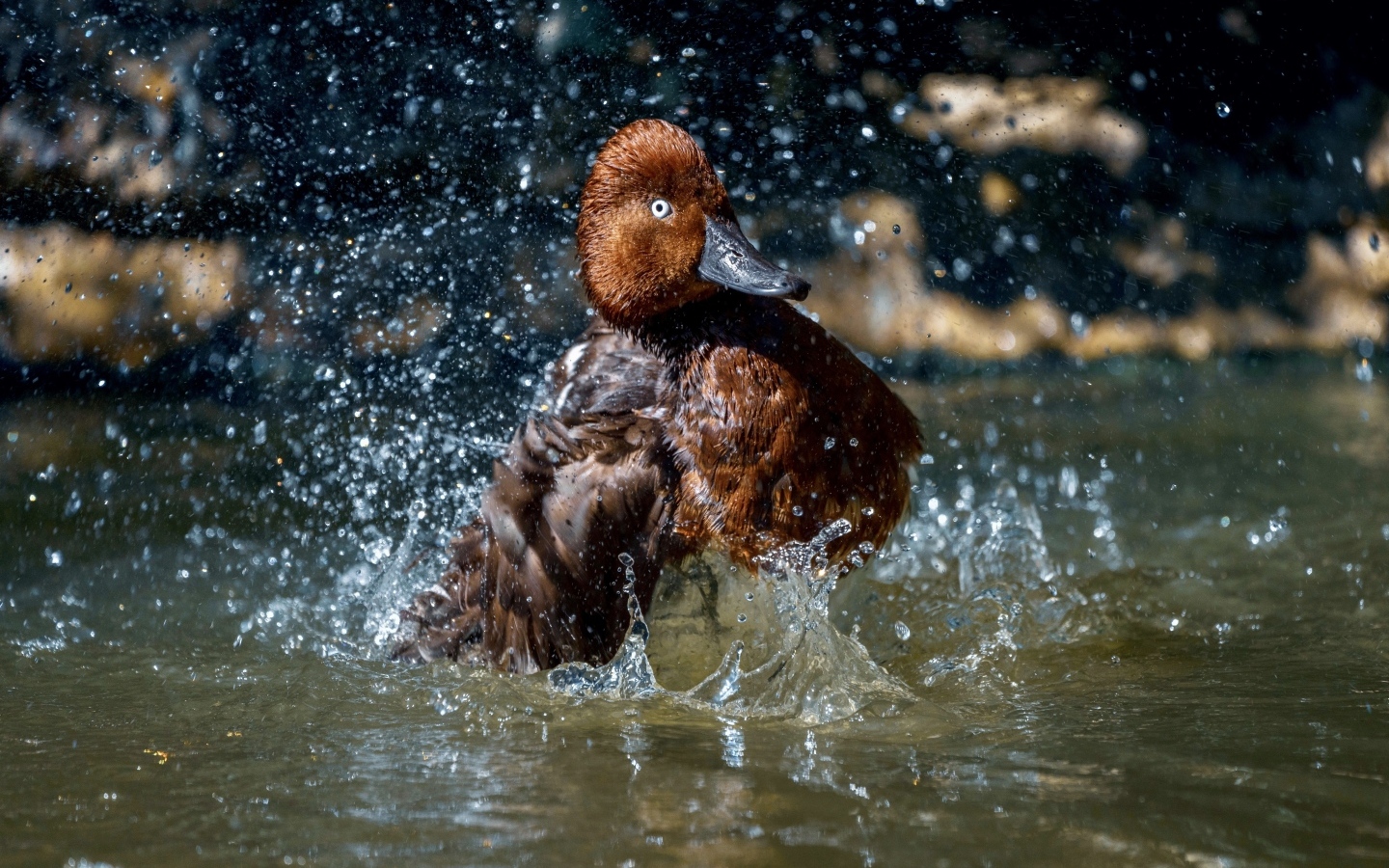 Большая коричневая утка купается в воде