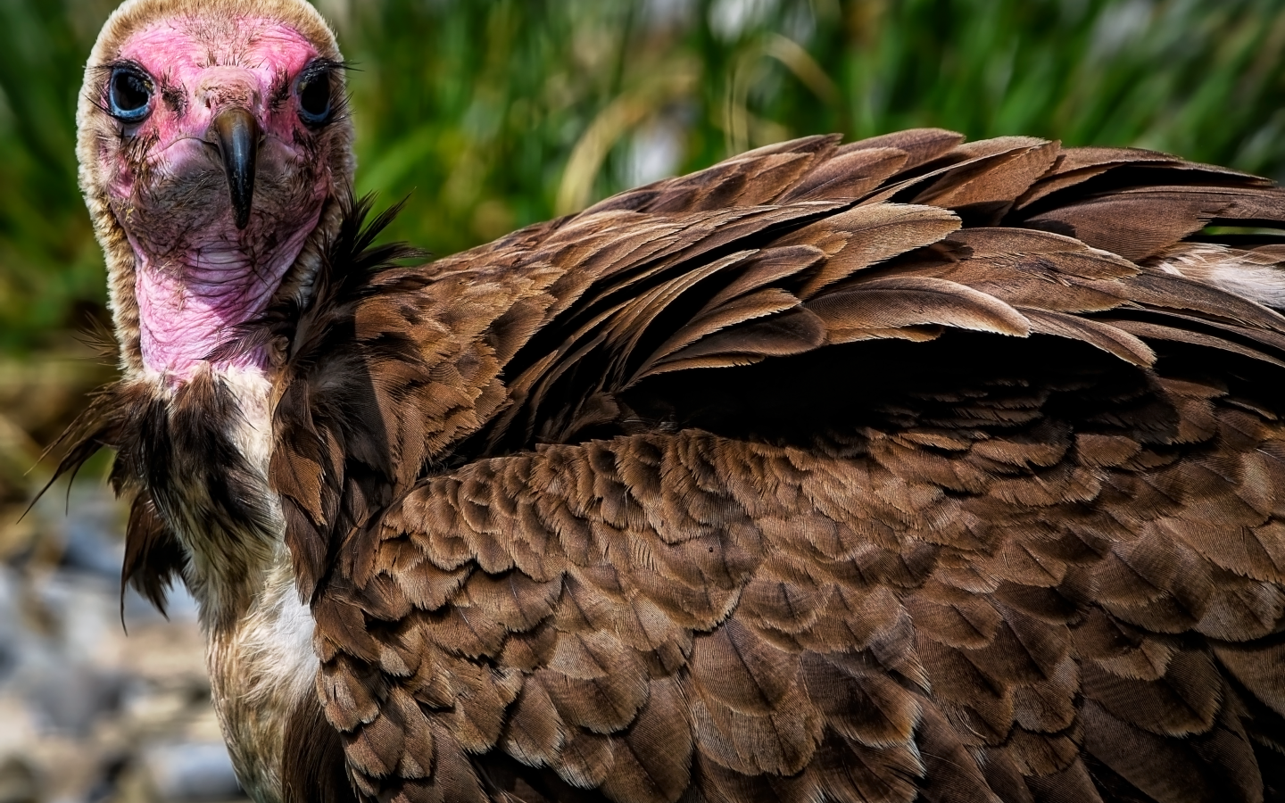 Большой коричневый гриф крупным планом