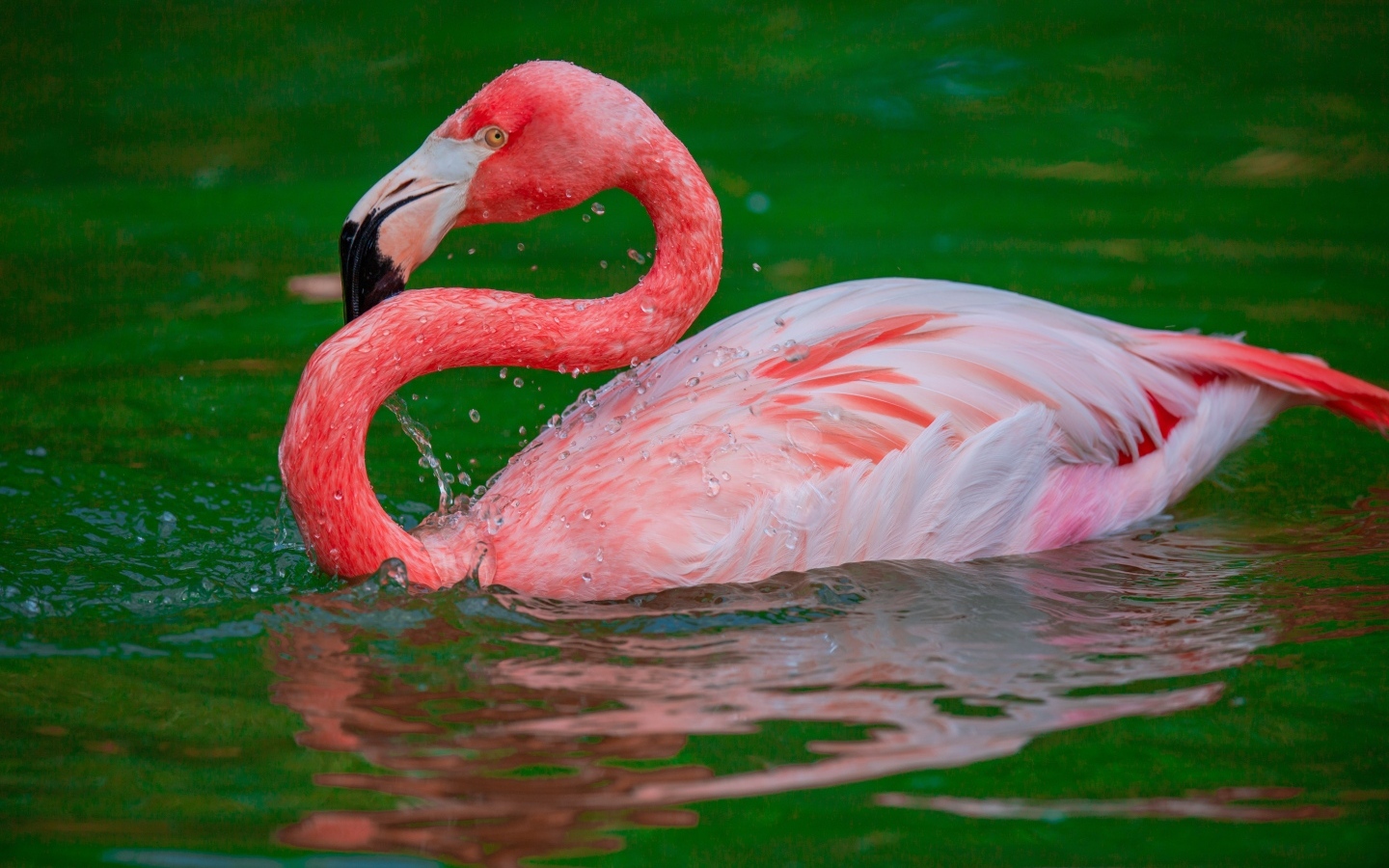 Большой розовый фламинго плавает в воде 