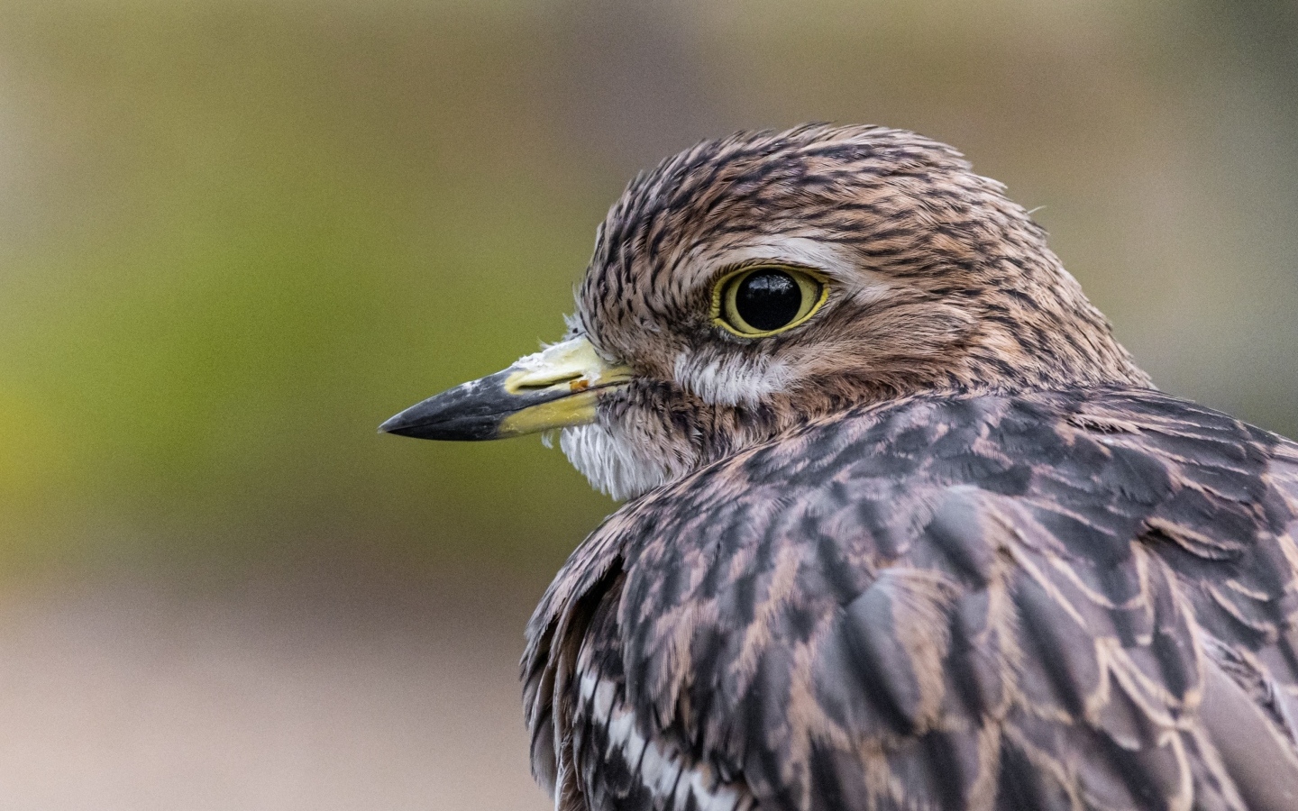Птица с острым коротким клювом