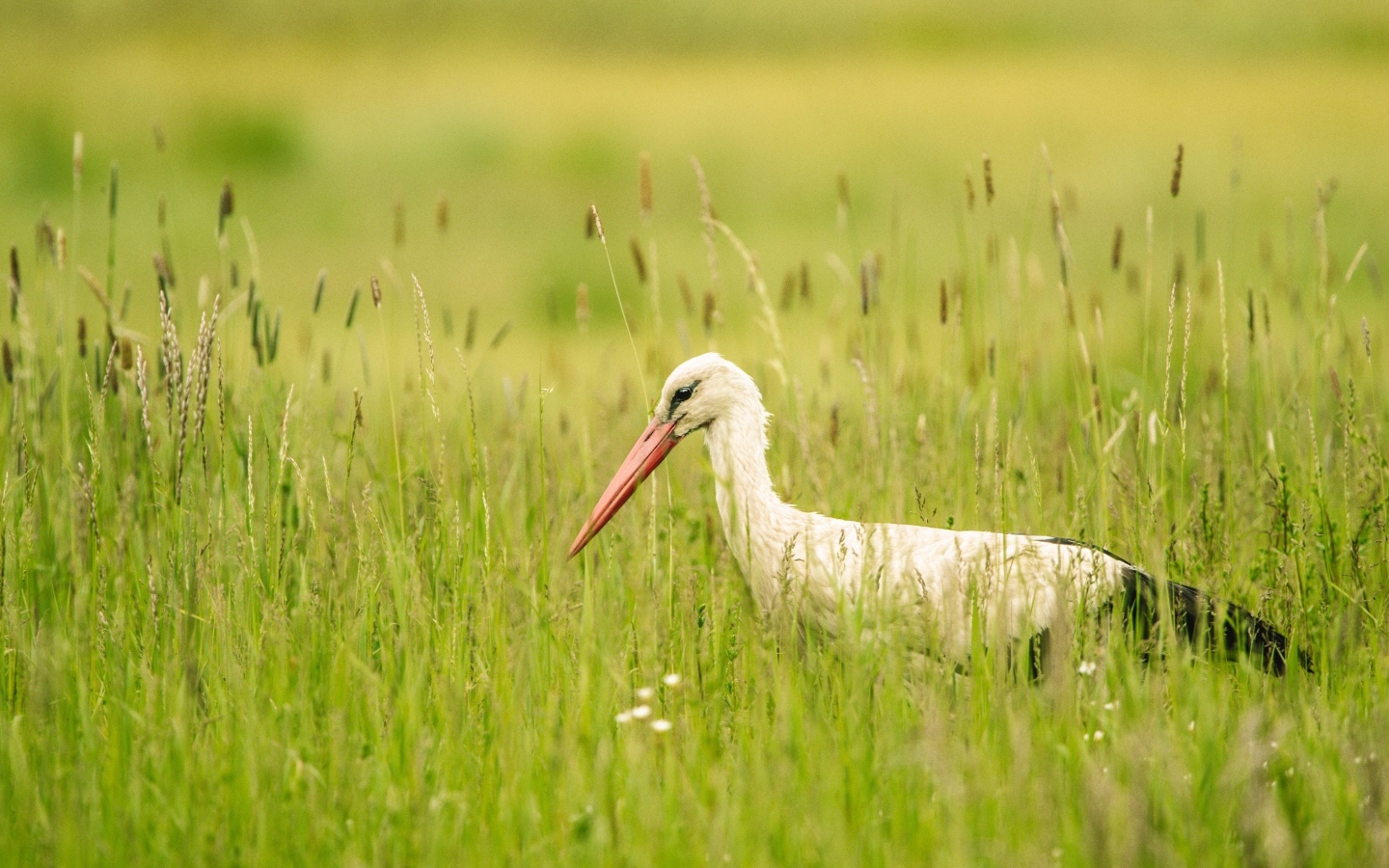 Большой аист охотится в траве