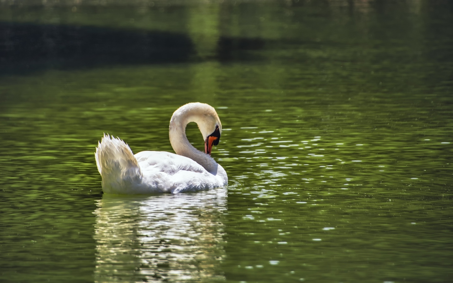 Большой белый лебедь плавает в пруду