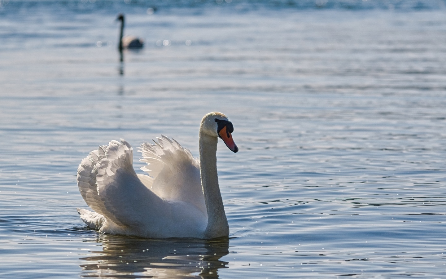 Большой белый лебедь плавает в воде