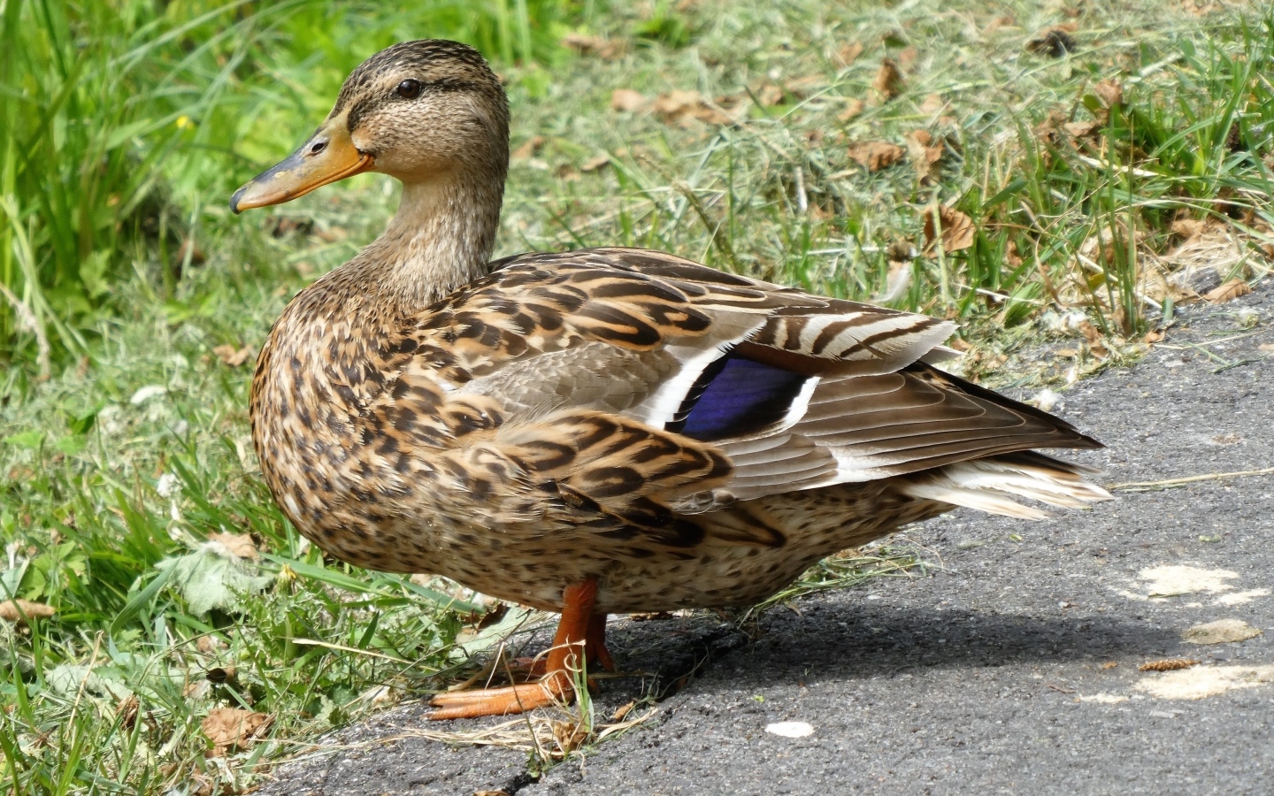 Большая дикая серая утка у травы