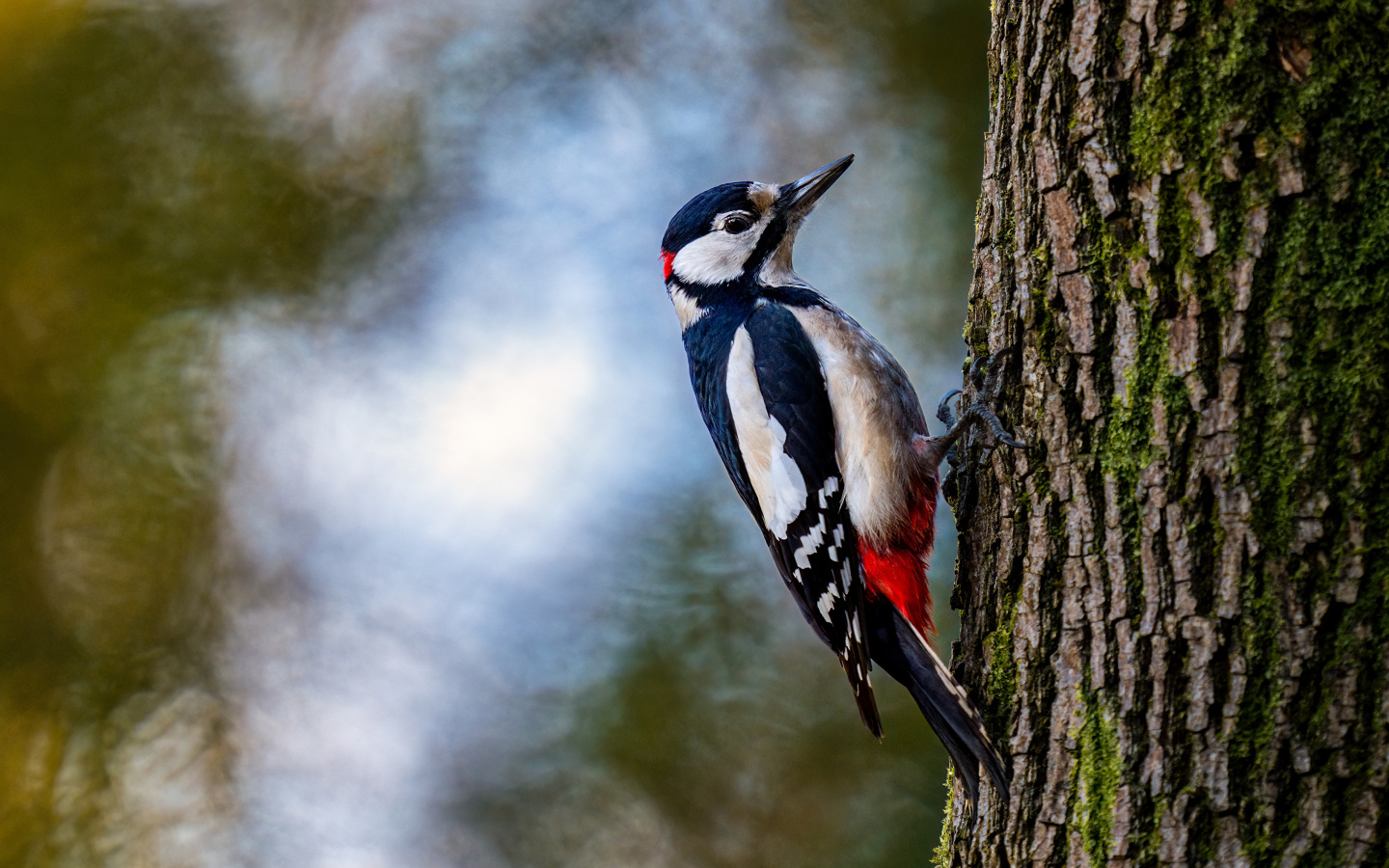 Большой дятел сидит на дереве