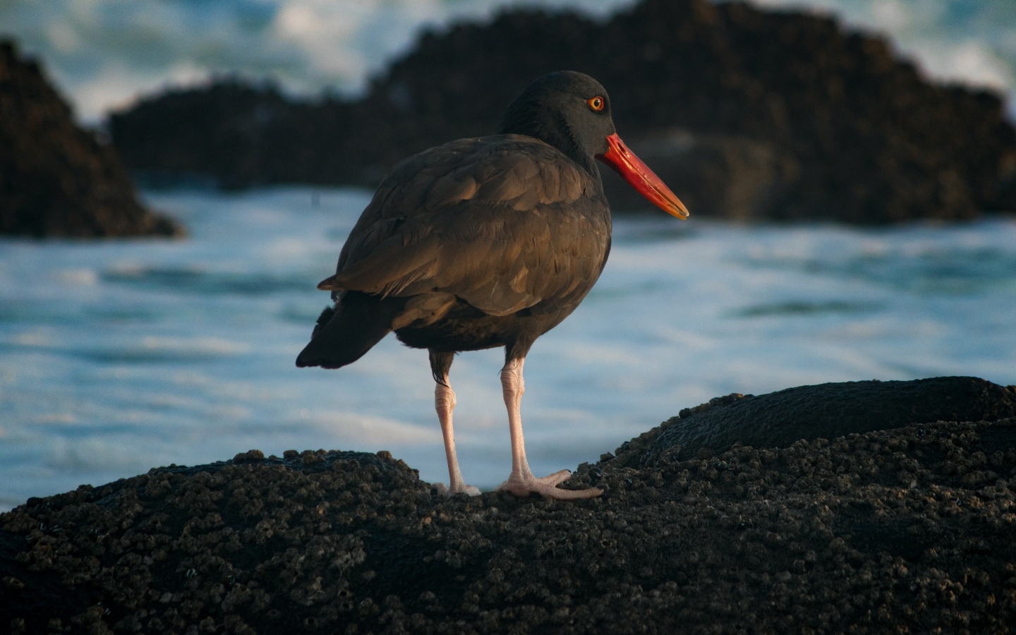 Птица черноватый кулик стоит у воды