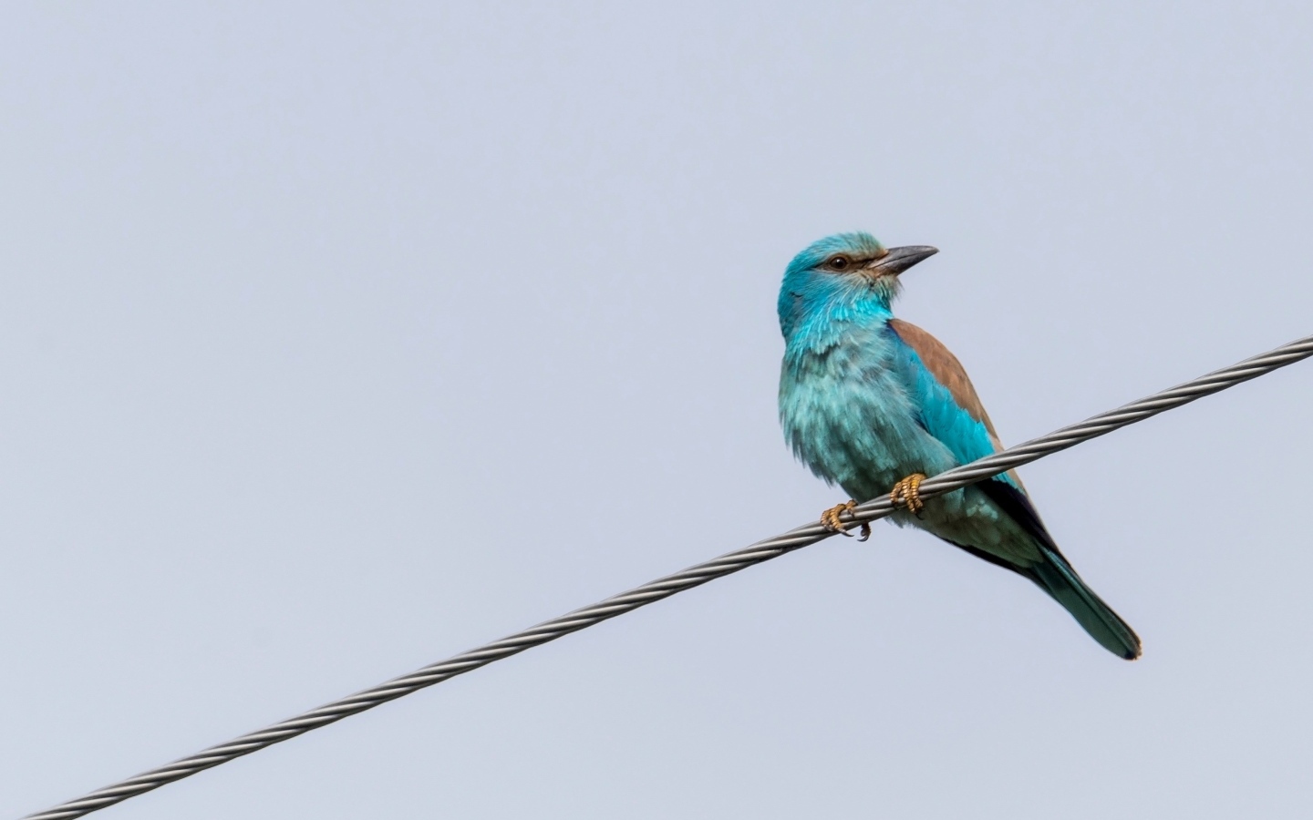 Птица европейский роллер сидит на проводе 