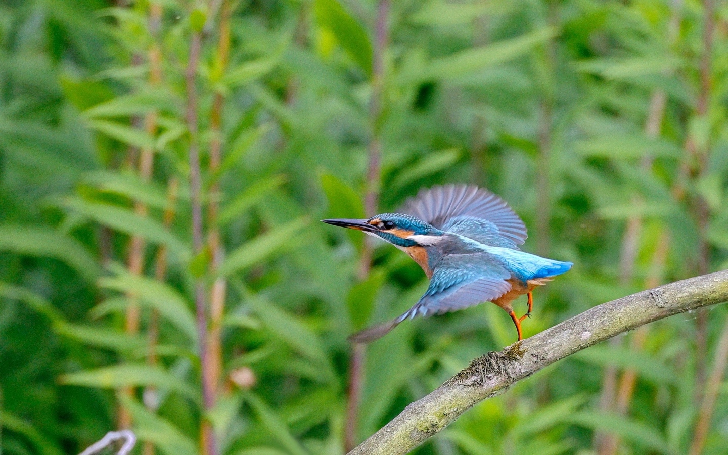 Голубая птица зимородок взлетает с ветки