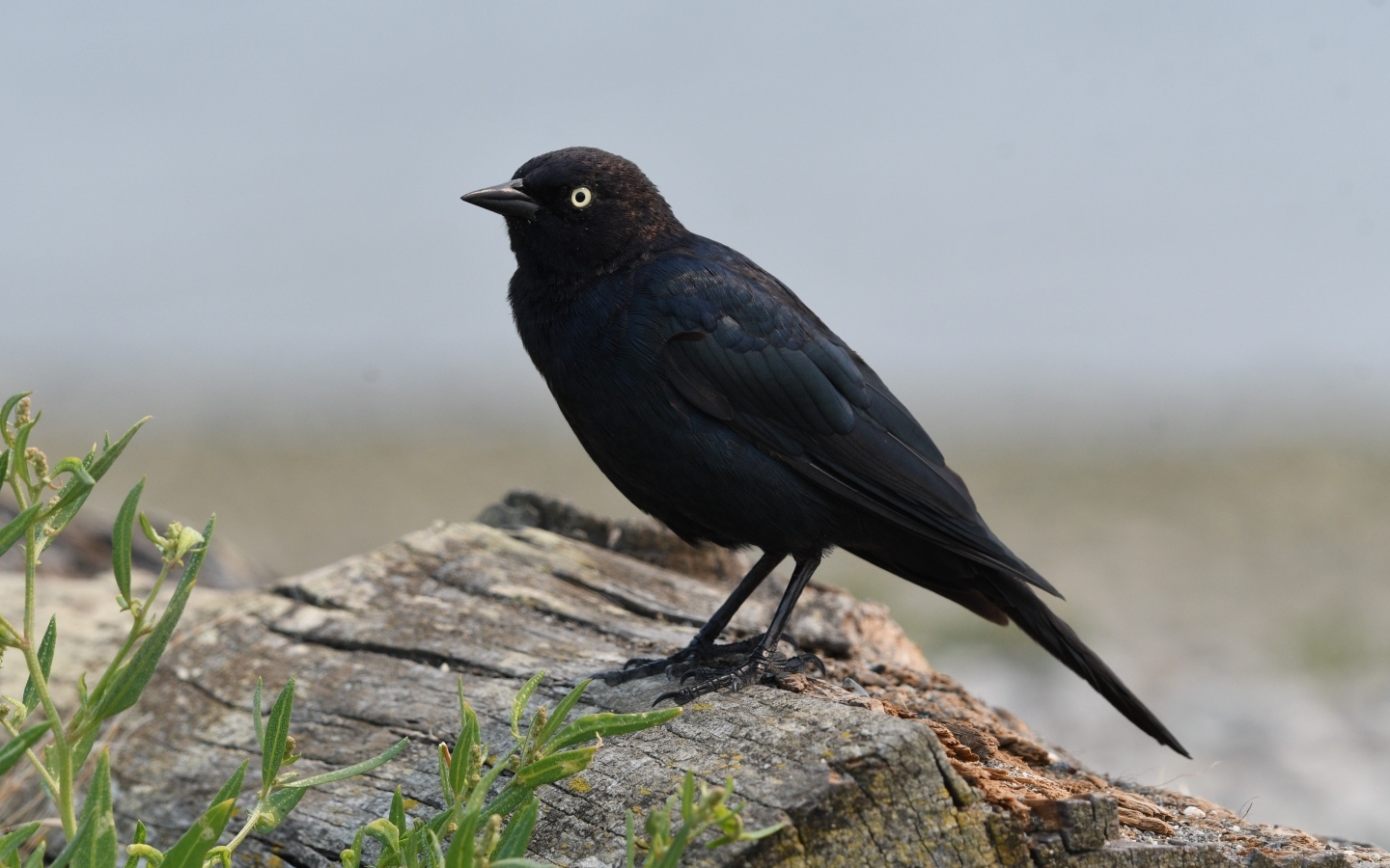 Блестящий малый трупиал