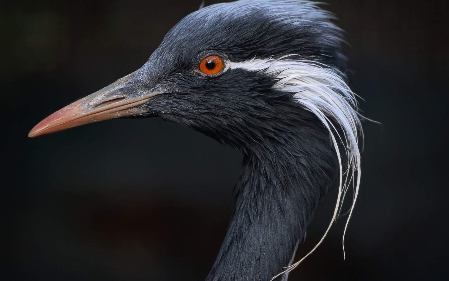 Голова журавля красавка крупным планом