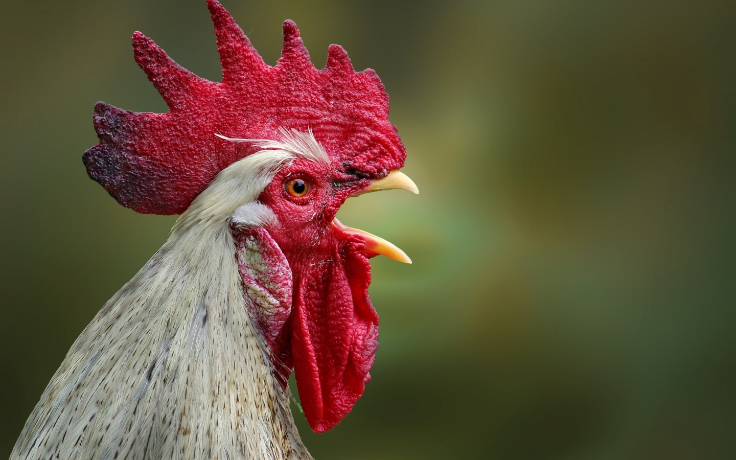 Домашний петух с открытым клювом
