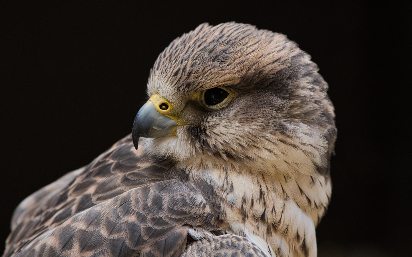 Сокол на черном фоне крупным планом
