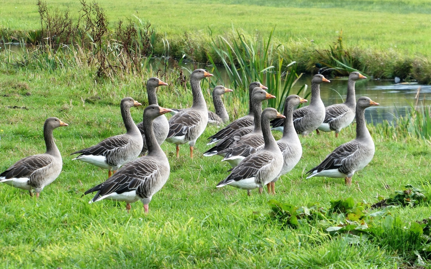 Стая серых гусей у воды
