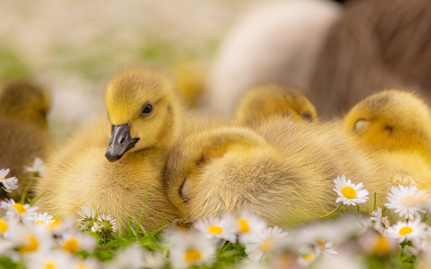 Гусята лежат на цветах маргаритки