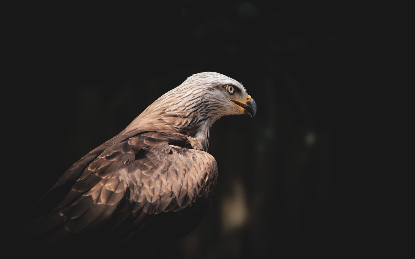 Серый хищный орел с острым черным клювом