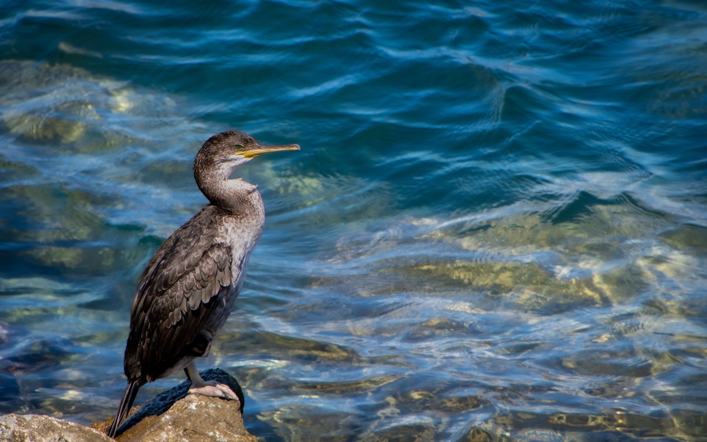 Большой баклан охотится у воды
