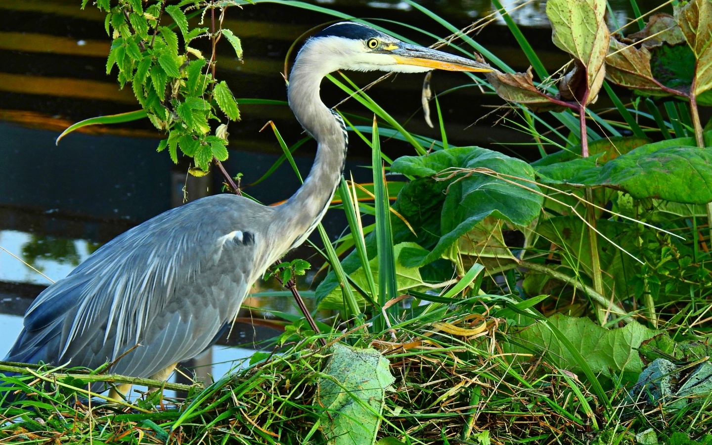Большая серая цапля в зеленой траве