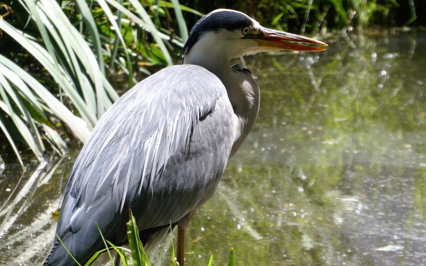 Большая серая цапля в воде 