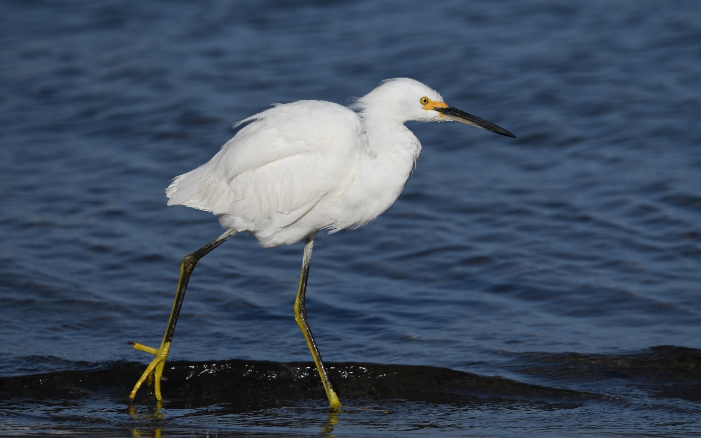 Большая белая цапля идет по воде