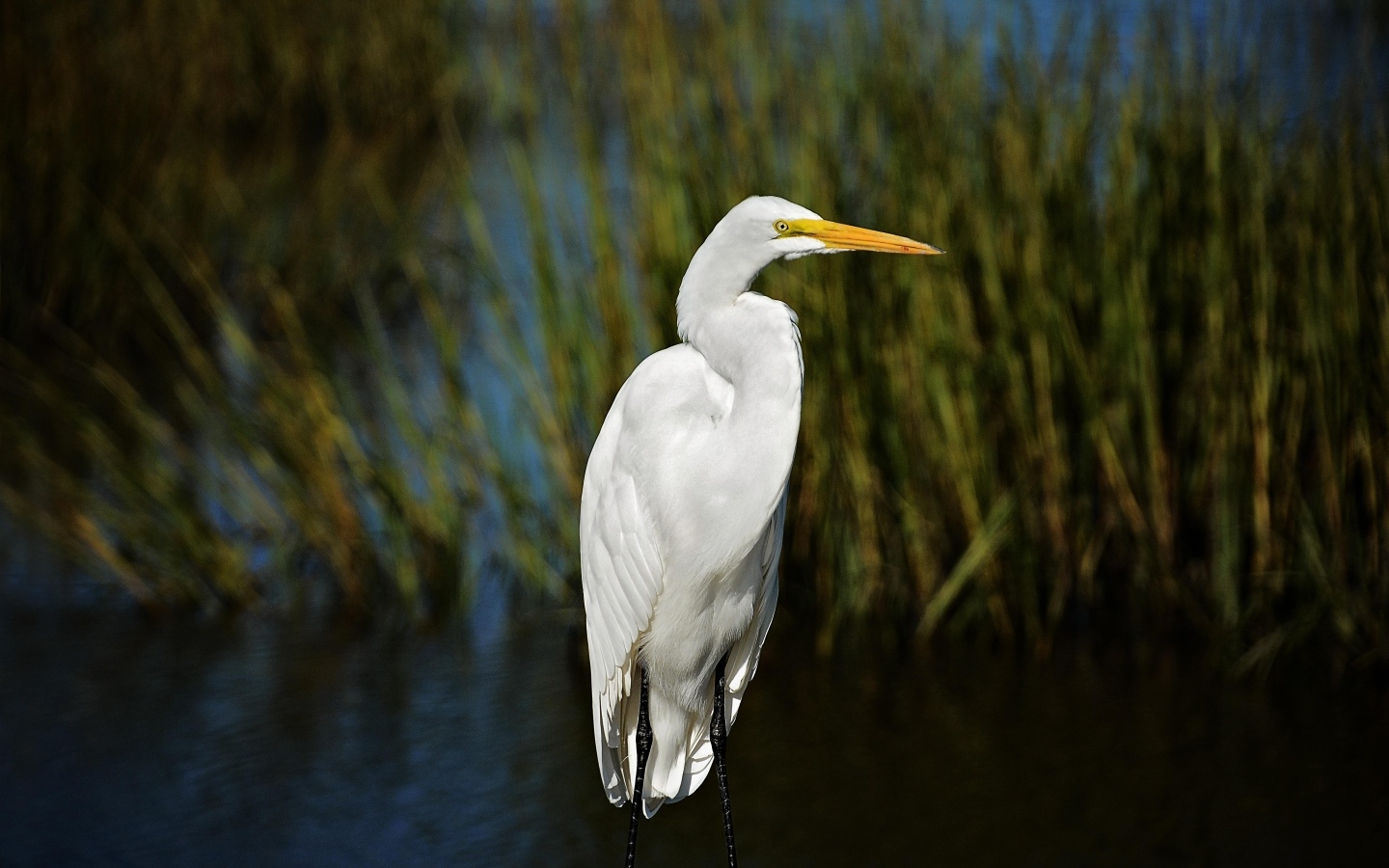 Большая белая цапля с острым клювом в воде