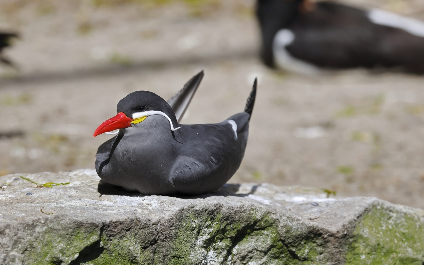 Птица крачка инков лежит  на камне