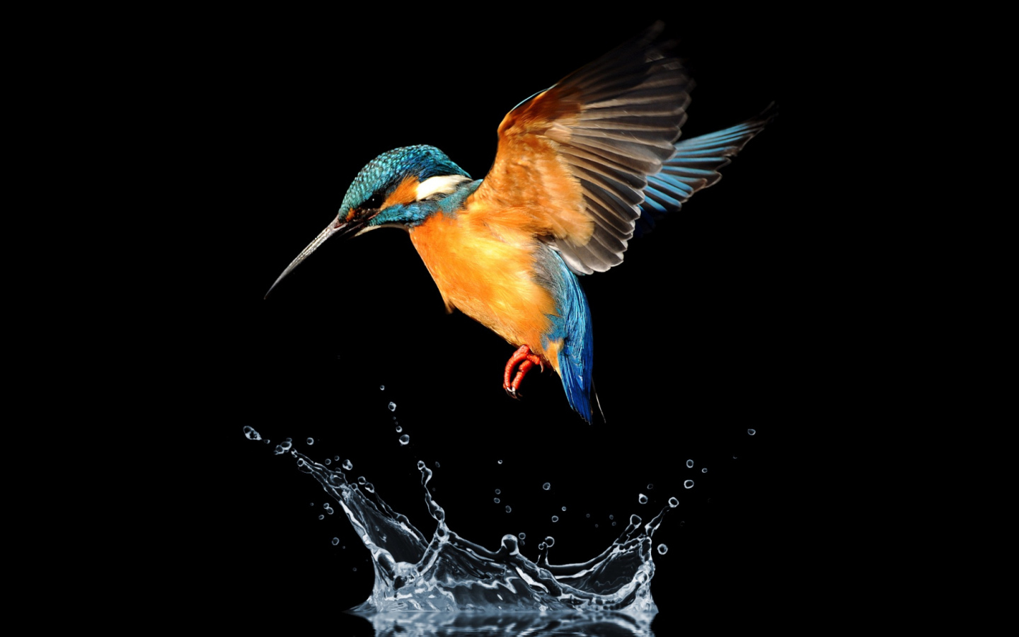Птица зимородок над водой на черном фоне