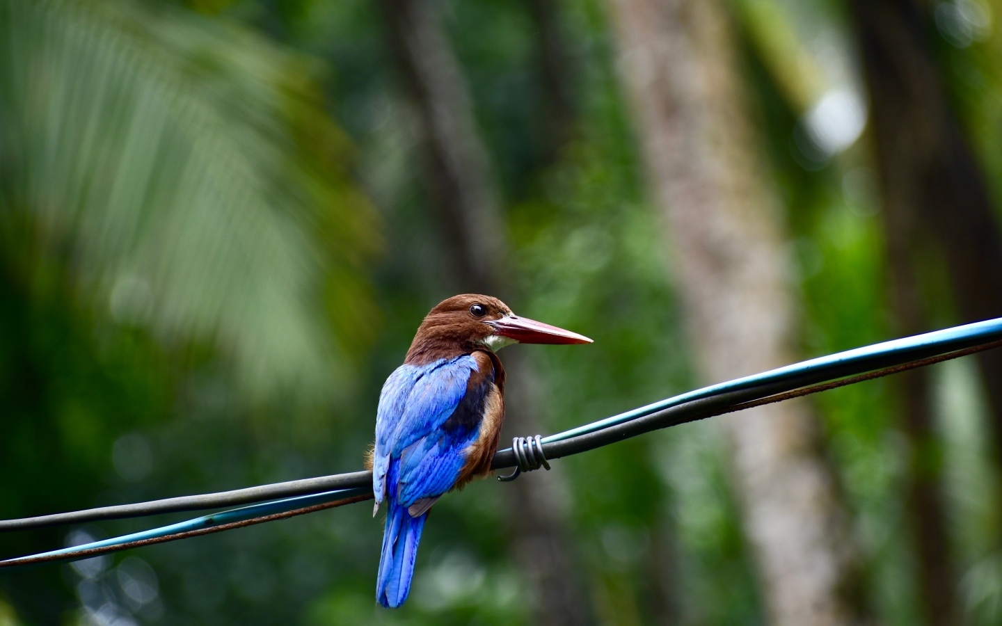 Птица зимородок сидит на проводах