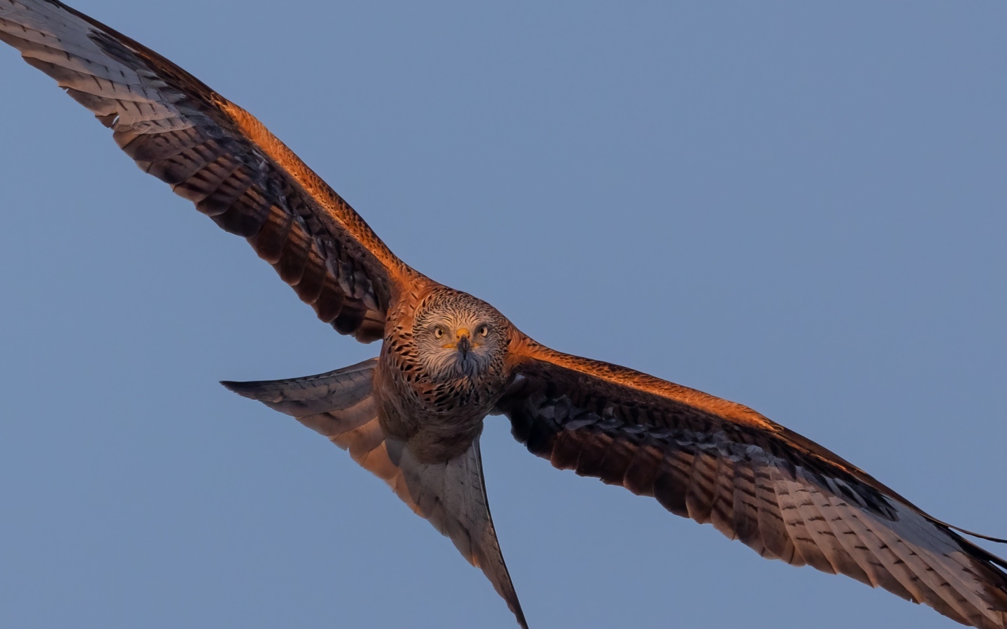 Большой хищный коршун в небе