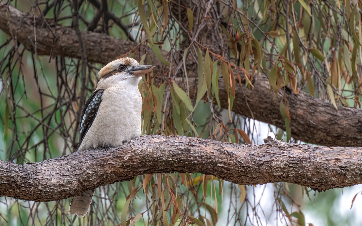 Птица смеющийся кукабарра сидит на ветке