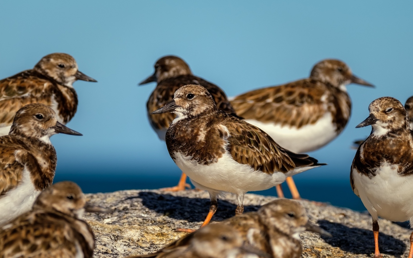 Маленькие птицы на камне у воды