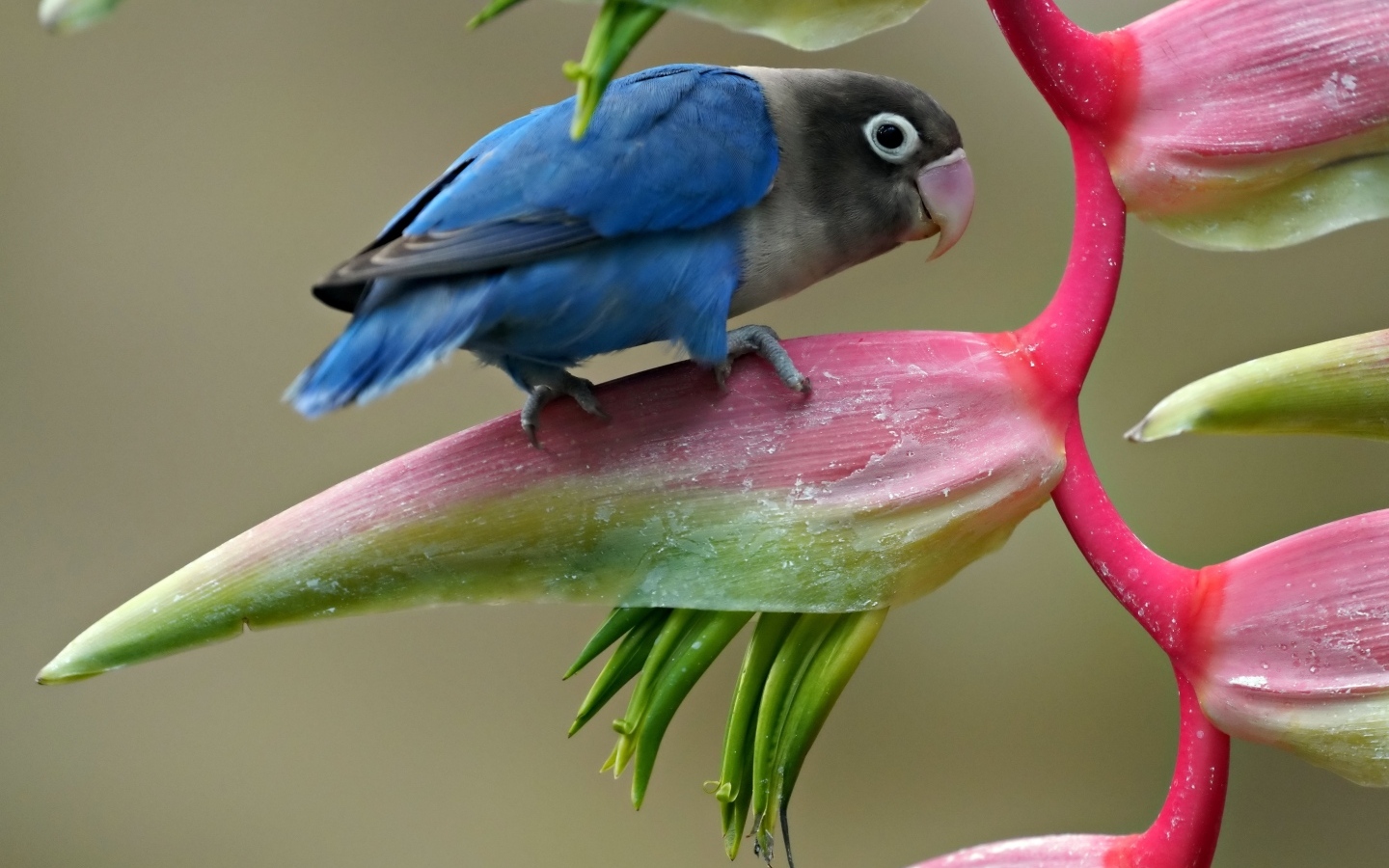 Маленький синий попугай сидит на цветке