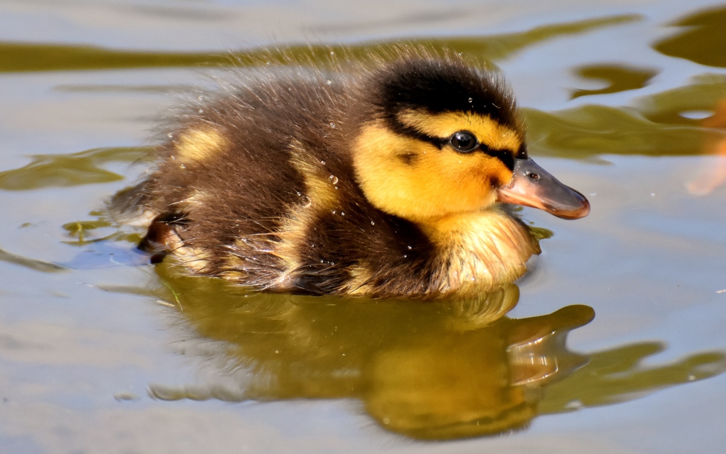 Маленький утенок плавает в воде