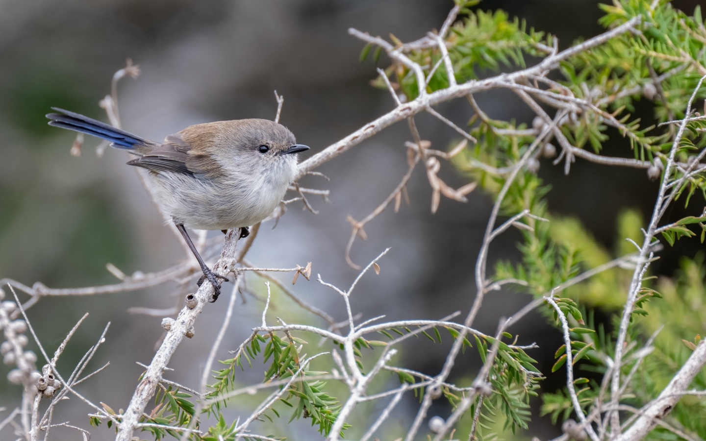 Маленькая серая птичка крапивник