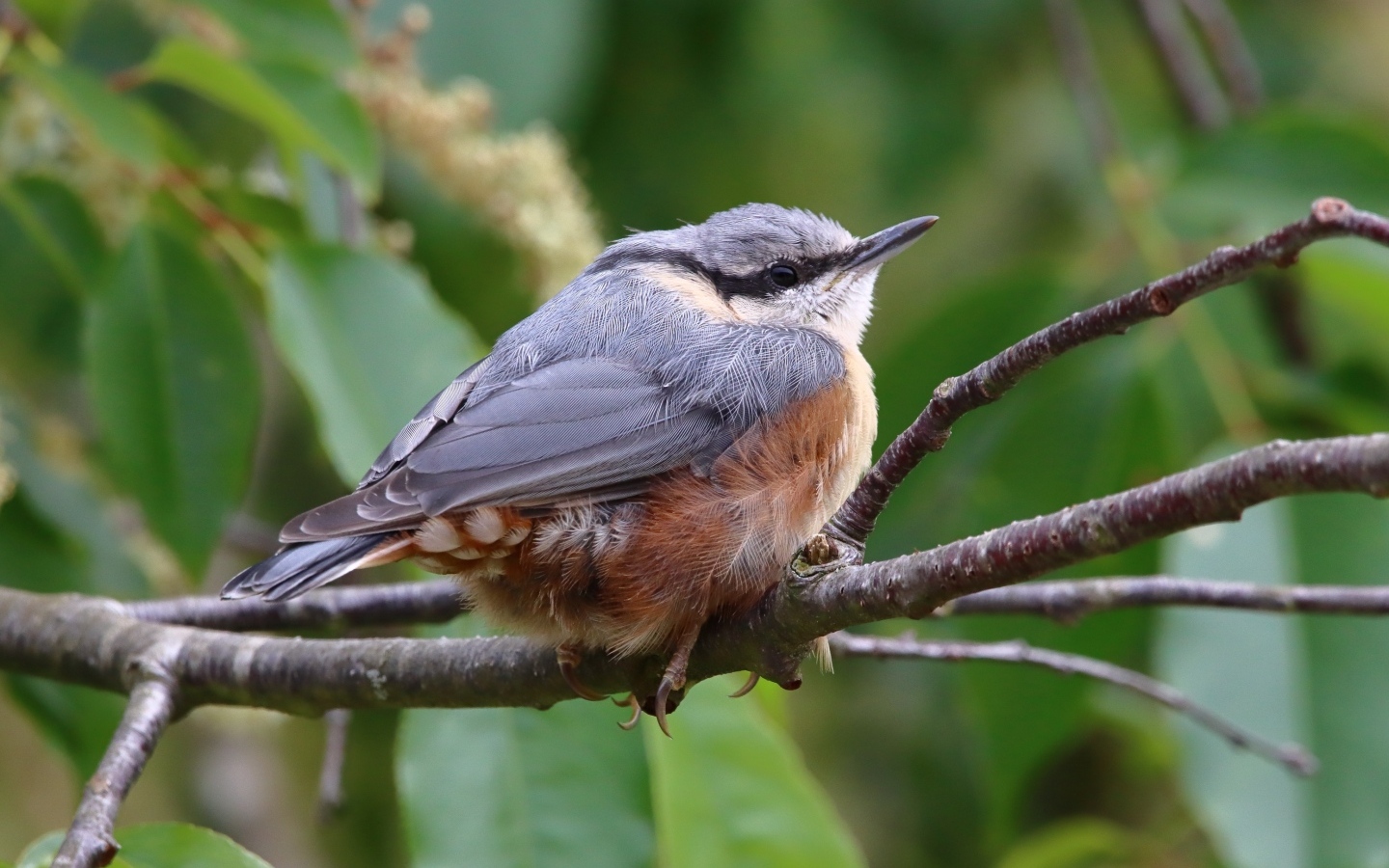 Маленькая птичка поползень сидит на ветке