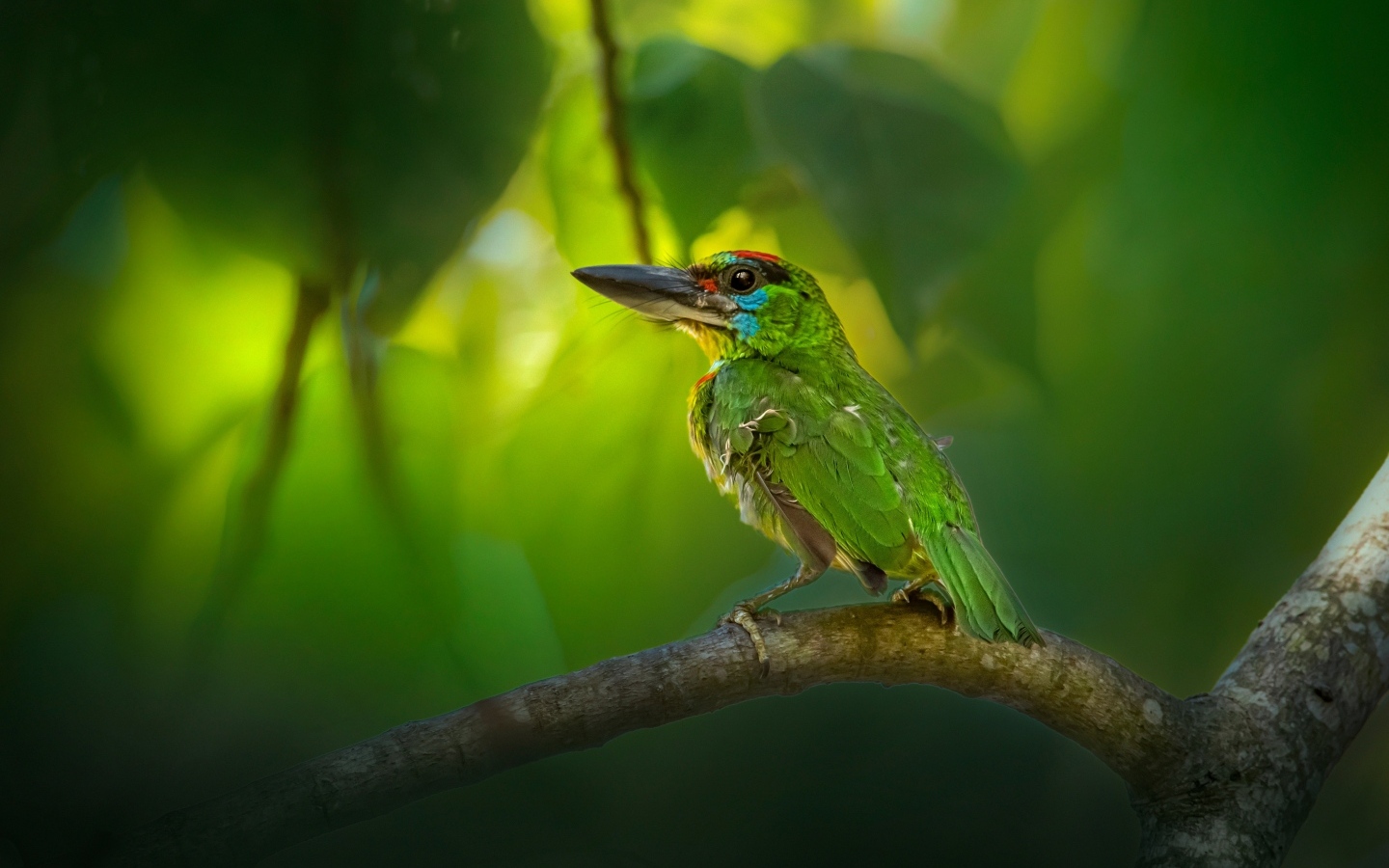 Маленький краснозобый барбет сидит на ветке 