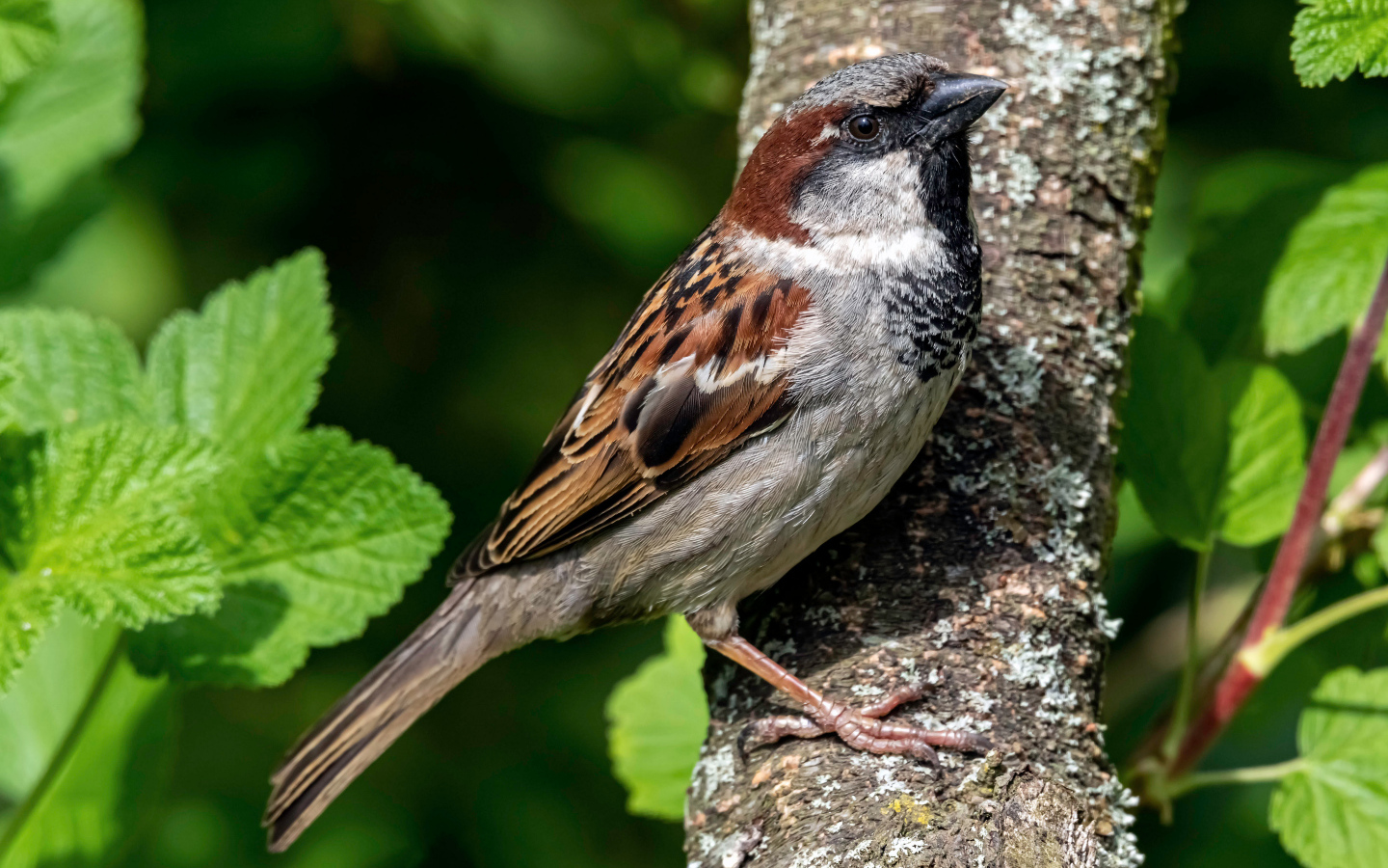 Маленький воробей сидит на дереве