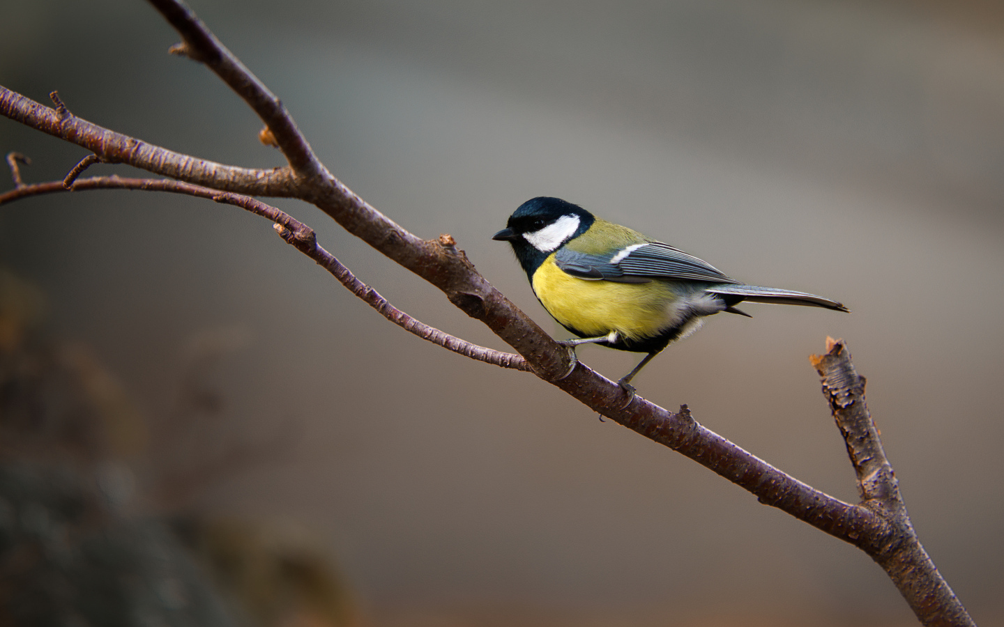 Маленькая синица сидит на ветке дерева 