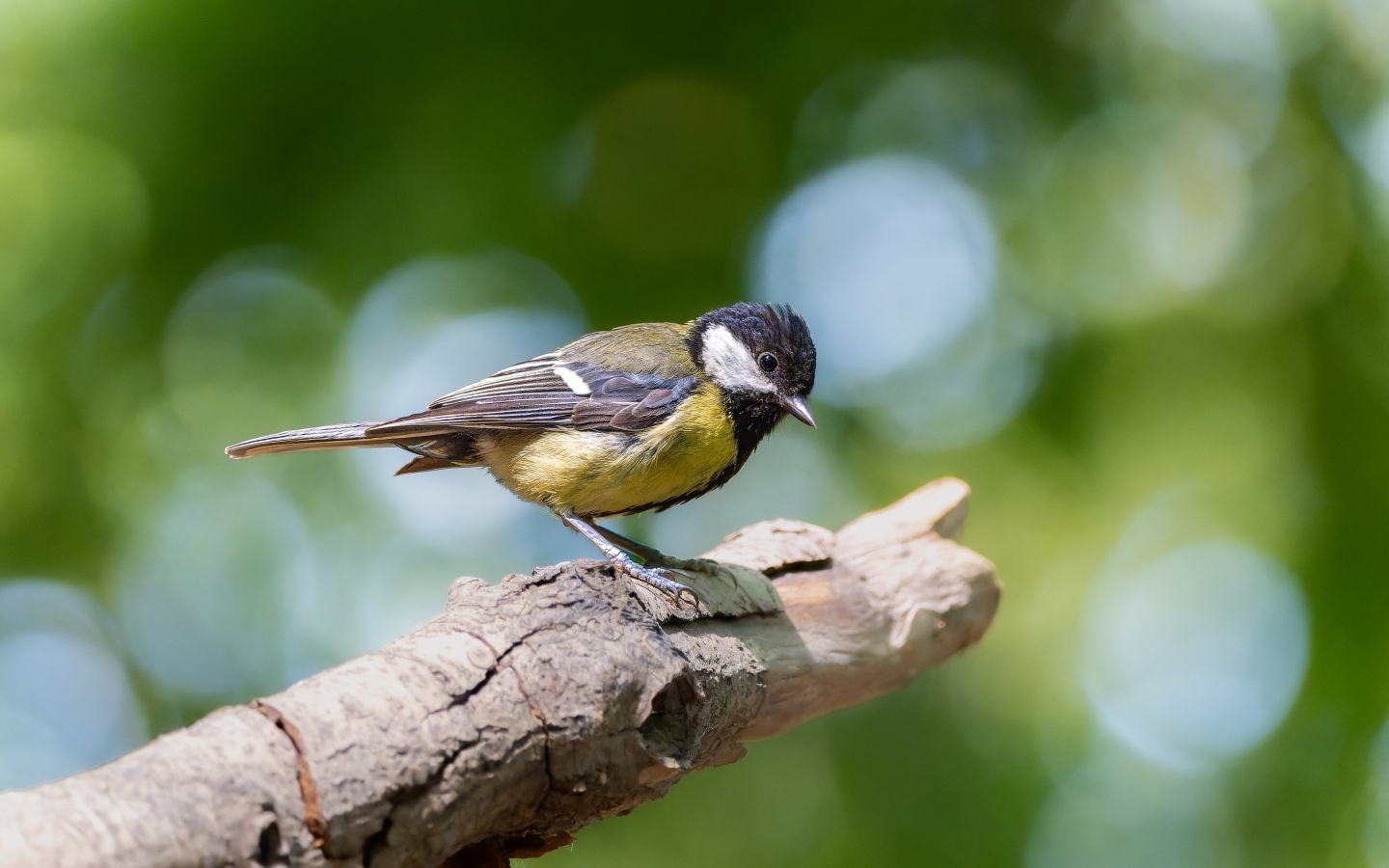 Маленькая синица сидит на ветке дерева