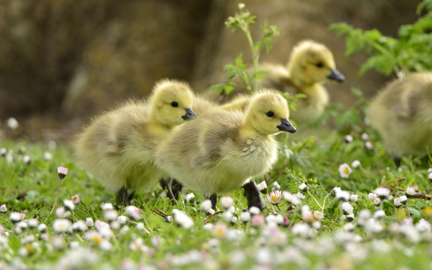 Маленькие желтые утята на траве с цветами